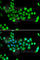 Heat Shock Protein Family A (Hsp70) Member 14 antibody, A7107, ABclonal Technology, Immunofluorescence image 