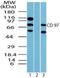 Adhesion G Protein-Coupled Receptor E5 antibody, NBP2-24552, Novus Biologicals, Western Blot image 