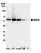 60S ribosomal export protein NMD3 antibody, A304-679A, Bethyl Labs, Western Blot image 