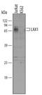 Lymphocyte Transmembrane Adaptor 1 antibody, PA5-47652, Invitrogen Antibodies, Western Blot image 