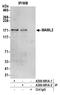 Mastermind Like Transcriptional Coactivator 2 antibody, A300-681A, Bethyl Labs, Immunoprecipitation image 