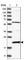 Adenine Phosphoribosyltransferase antibody, HPA026681, Atlas Antibodies, Western Blot image 