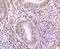 Thioredoxin antibody, NBP2-67198, Novus Biologicals, Immunohistochemistry paraffin image 