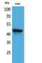 T-cell surface glycoprotein CD1e, membrane-associated antibody, STJ96605, St John