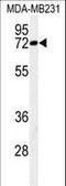 Minichromosome Maintenance Complex Binding Protein antibody, LS-C168791, Lifespan Biosciences, Western Blot image 