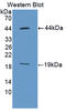 KI-67 antibody, LS-C372892, Lifespan Biosciences, Western Blot image 