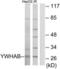 Tyrosine 3-Monooxygenase/Tryptophan 5-Monooxygenase Activation Protein Beta antibody, LS-C119359, Lifespan Biosciences, Western Blot image 