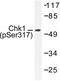 Checkpoint Kinase 1 antibody, LS-C177887, Lifespan Biosciences, Western Blot image 