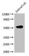 Citrate Synthase antibody, LS-B12283, Lifespan Biosciences, Western Blot image 