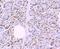 Lipoprotein Lipase antibody, NBP2-66936, Novus Biologicals, Immunohistochemistry paraffin image 