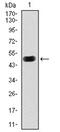 cAMP-dependent protein kinase catalytic subunit gamma antibody, AM06770SU-N, Origene, Western Blot image 