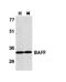 TNF Superfamily Member 13b antibody, LS-C366, Lifespan Biosciences, Western Blot image 