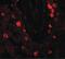 NUMB Endocytic Adaptor Protein antibody, PA5-21143, Invitrogen Antibodies, Immunofluorescence image 