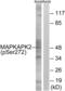 MAPK Activated Protein Kinase 2 antibody, abx012696, Abbexa, Western Blot image 