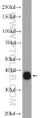 Nuclear Receptor Binding Factor 2 antibody, 24858-1-AP, Proteintech Group, Western Blot image 