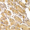 ADP-Ribosyltransferase 5 antibody, LS-C349038, Lifespan Biosciences, Immunohistochemistry frozen image 