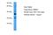 RNA Binding Motif Protein X-Linked 2 antibody, A13933, Boster Biological Technology, Western Blot image 