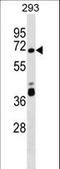 Zinc Finger Protein 79 antibody, LS-C157513, Lifespan Biosciences, Western Blot image 