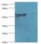 Cytochrome P450 Family 4 Subfamily F Member 11 antibody, LS-C372112, Lifespan Biosciences, Western Blot image 