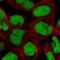 DEK Proto-Oncogene antibody, PA5-63488, Invitrogen Antibodies, Immunofluorescence image 