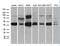 NFKB Inhibitor Epsilon antibody, LS-C795566, Lifespan Biosciences, Western Blot image 