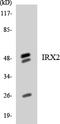 Iroquois Homeobox 2 antibody, LS-B14674, Lifespan Biosciences, Western Blot image 