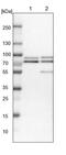 RUN And FYVE Domain Containing 3 antibody, PA5-54651, Invitrogen Antibodies, Western Blot image 