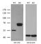 Argininosuccinate Lyase antibody, MA5-26705, Invitrogen Antibodies, Western Blot image 