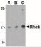 Ras Homolog, MTORC1 Binding antibody, NBP1-77214, Novus Biologicals, Western Blot image 