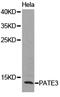 Prostate And Testis Expressed 3 antibody, PA5-76081, Invitrogen Antibodies, Western Blot image 