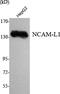 L1 Cell Adhesion Molecule antibody, M00729-2, Boster Biological Technology, Western Blot image 