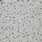 S-Phase Kinase Associated Protein 2 antibody, GTX64578, GeneTex, Immunohistochemistry paraffin image 