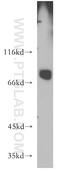 Lanosterol Synthase antibody, 13715-1-AP, Proteintech Group, Western Blot image 
