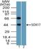 SRY-Box 17 antibody, NBP2-24568, Novus Biologicals, Western Blot image 