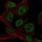 Homeobox D4 antibody, NBP2-49631, Novus Biologicals, Immunofluorescence image 