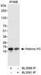 Histone H3 antibody, A300-822A, Bethyl Labs, Immunoprecipitation image 