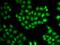 EWS RNA Binding Protein 1 antibody, orb373092, Biorbyt, Immunocytochemistry image 