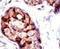 Tumor Susceptibility 101 antibody, PA5-12039, Invitrogen Antibodies, Immunohistochemistry paraffin image 