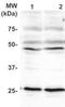 Placenta Enriched 1 antibody, TA354853, Origene, Western Blot image 