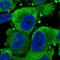 Trafficking Protein Particle Complex 6B antibody, NBP2-13478, Novus Biologicals, Immunofluorescence image 