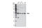 S-Phase Kinase Associated Protein 2 antibody, 4313S, Cell Signaling Technology, Western Blot image 
