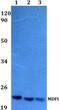 MyoD Family Inhibitor antibody, PA5-36599, Invitrogen Antibodies, Western Blot image 