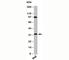 MYD88 Innate Immune Signal Transduction Adaptor antibody, N1179-100UG, NSJ Bioreagents, Western Blot image 