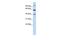 Leucine Zipper And EF-Hand Containing Transmembrane Protein 2 antibody, GTX45715, GeneTex, Western Blot image 