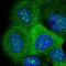 Ventricular Zone Expressed PH Domain Containing 1 antibody, HPA026645, Atlas Antibodies, Immunofluorescence image 