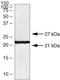 Claudin 10 antibody, 38-8400, Invitrogen Antibodies, Western Blot image 