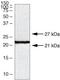 Claudin 10 antibody, 38-8400, Invitrogen Antibodies, Western Blot image 