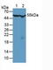 Chaperonin Containing TCP1 Subunit 2 antibody, abx128398, Abbexa, Western Blot image 