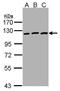 EPH Receptor B3 antibody, PA5-28680, Invitrogen Antibodies, Western Blot image 