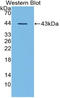 Ghrelin And Obestatin Prepropeptide antibody, LS-C691769, Lifespan Biosciences, Western Blot image 
